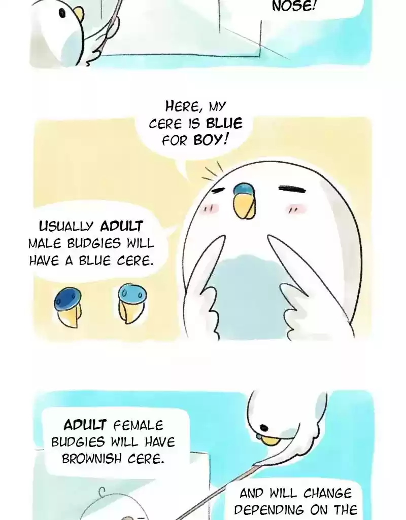 A Budgie's Life Chapter 21: Ep.21: