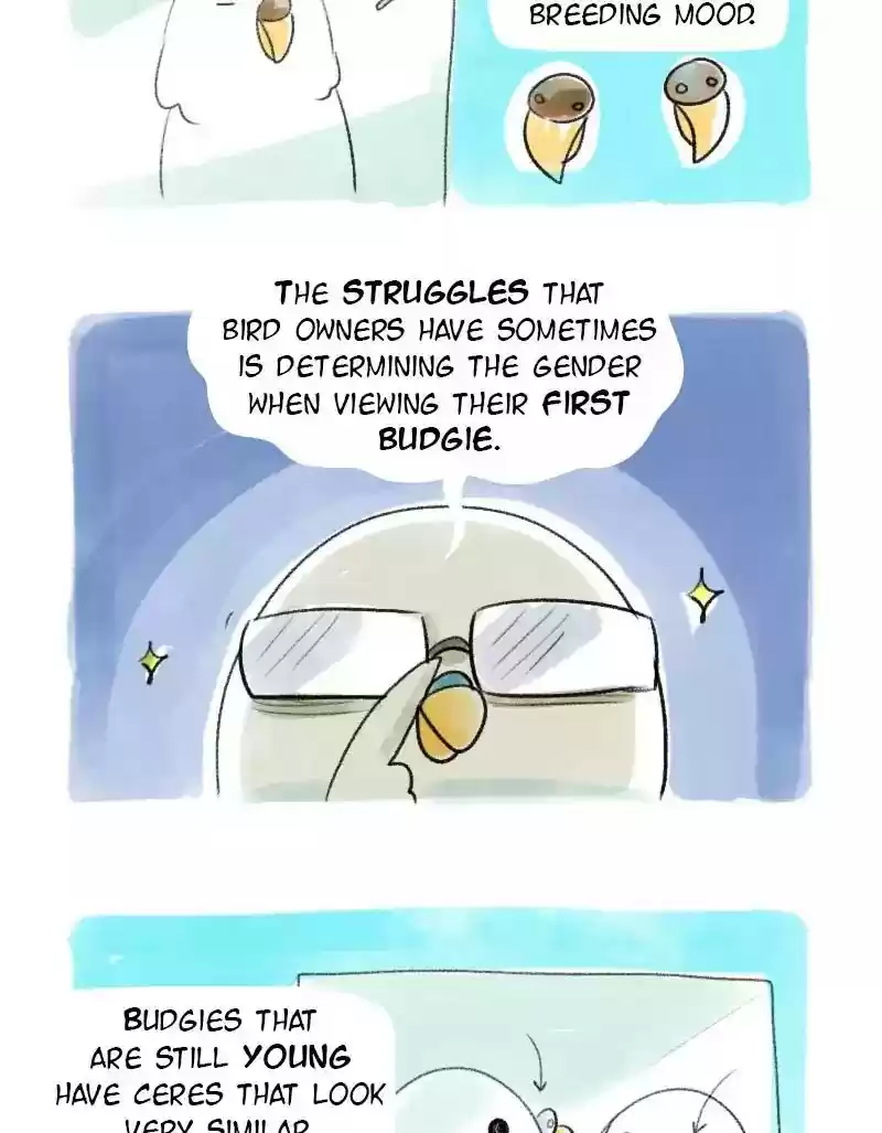 A Budgie's Life Chapter 21: Ep.21: