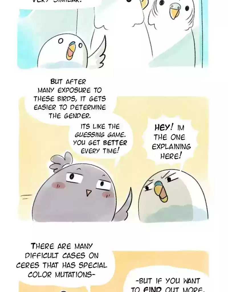 A Budgie's Life Chapter 21: Ep.21: