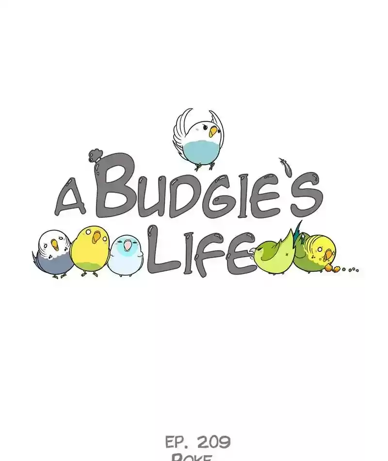 A Budgie's Life Chapter 210: Ep.209: