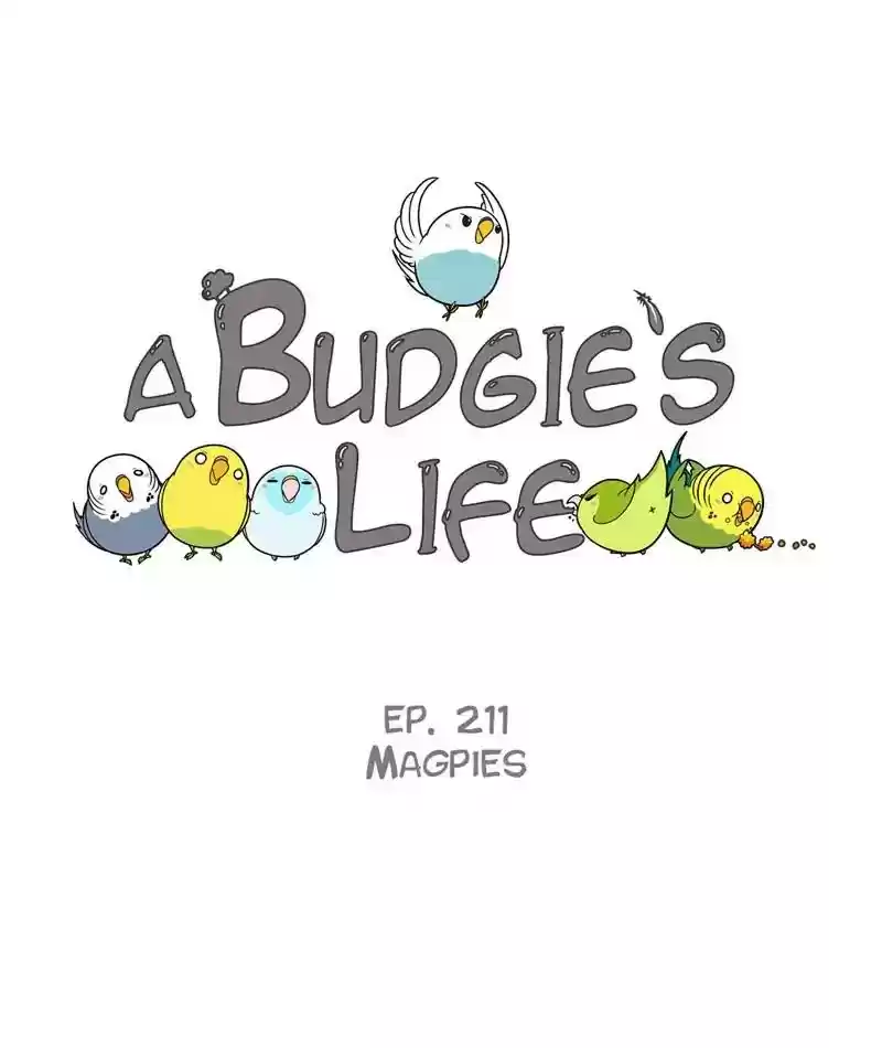 A Budgie's Life Chapter 212: Ep.211: