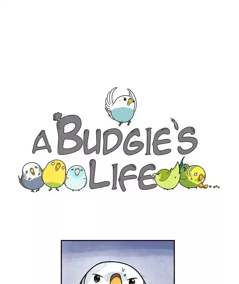 A Budgie's Life Chapter 213: Ep.212: