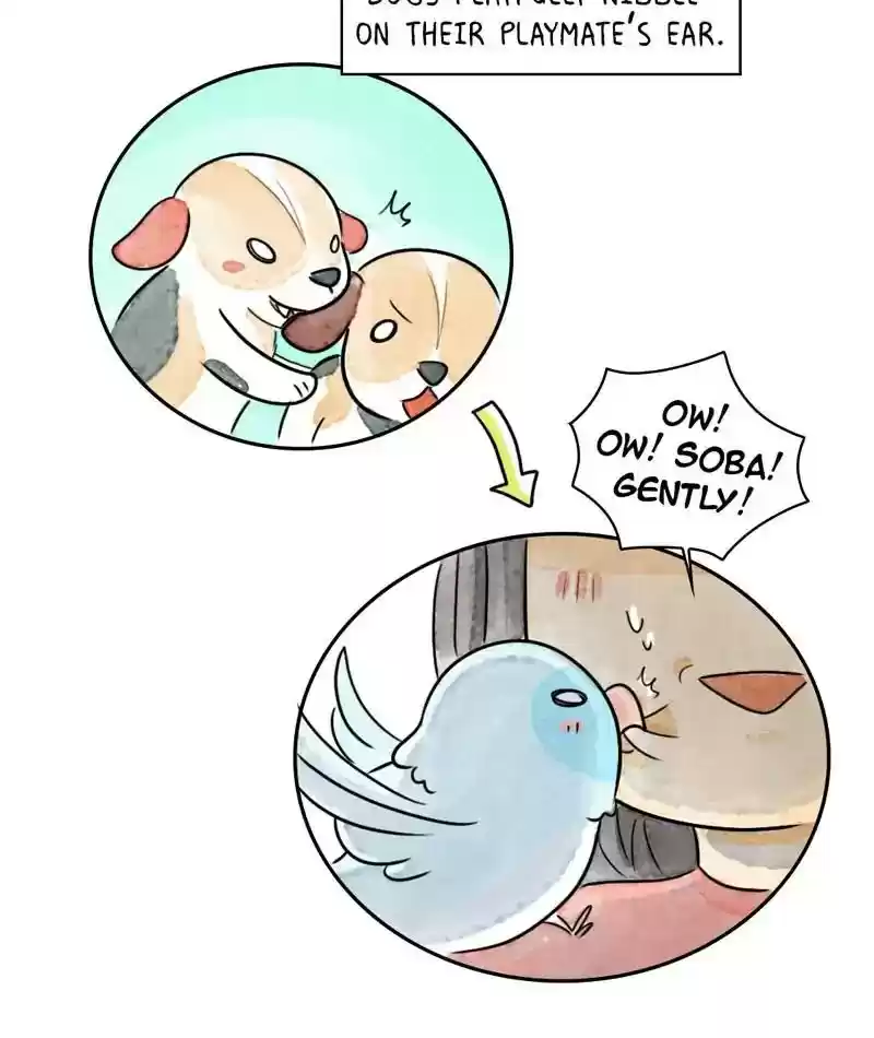 A Budgie's Life Chapter 213: Ep.212: