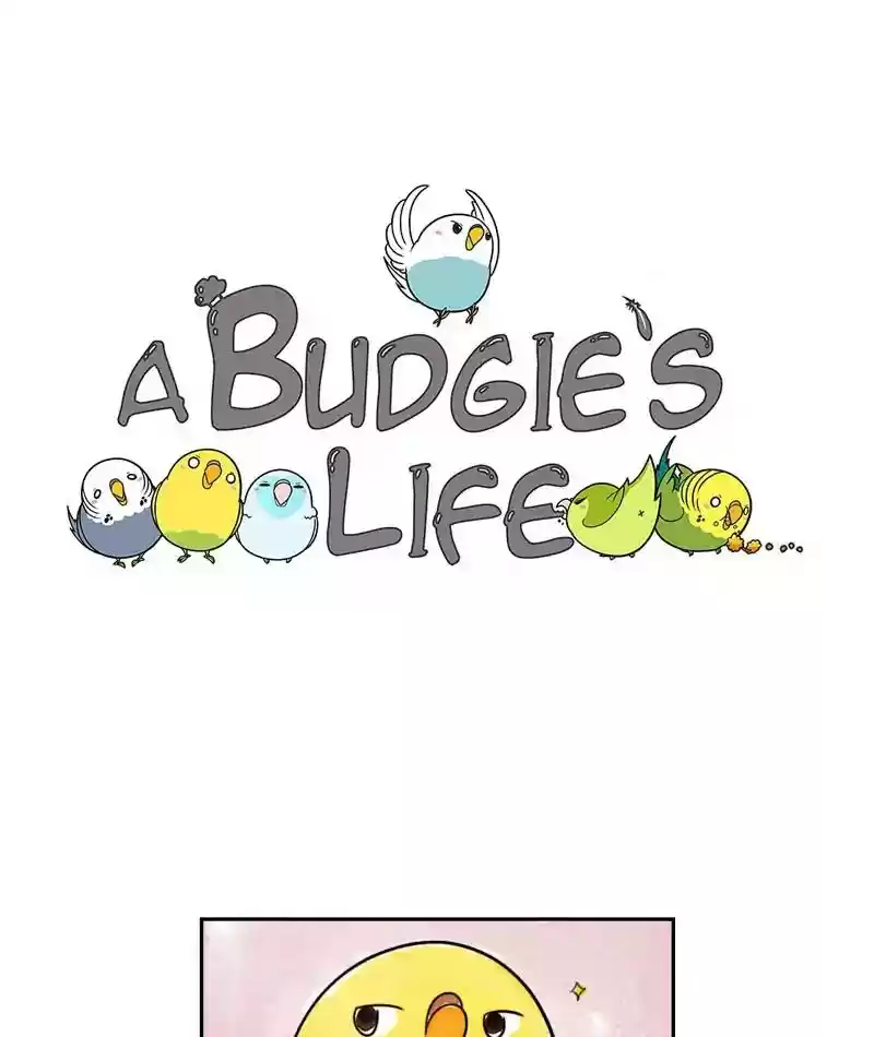 A Budgie's Life Chapter 216: Ep.215:
