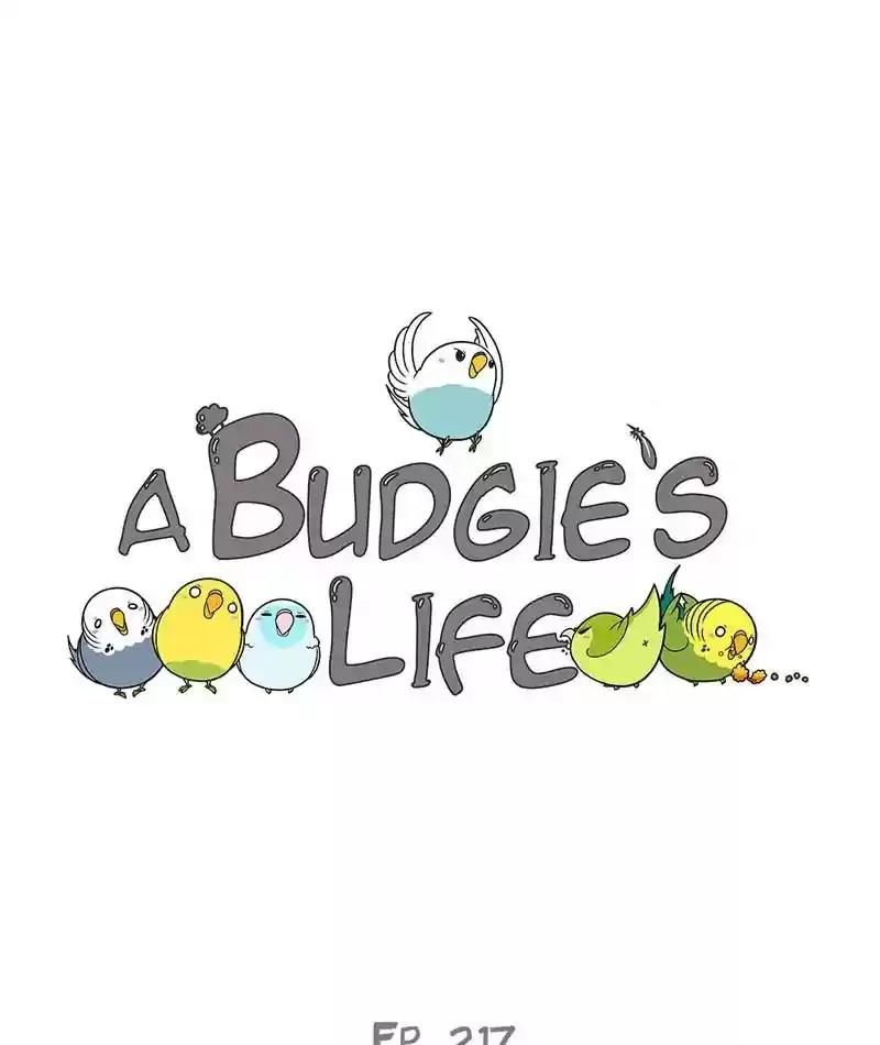 A Budgie's Life Chapter 218: Ep.217:
