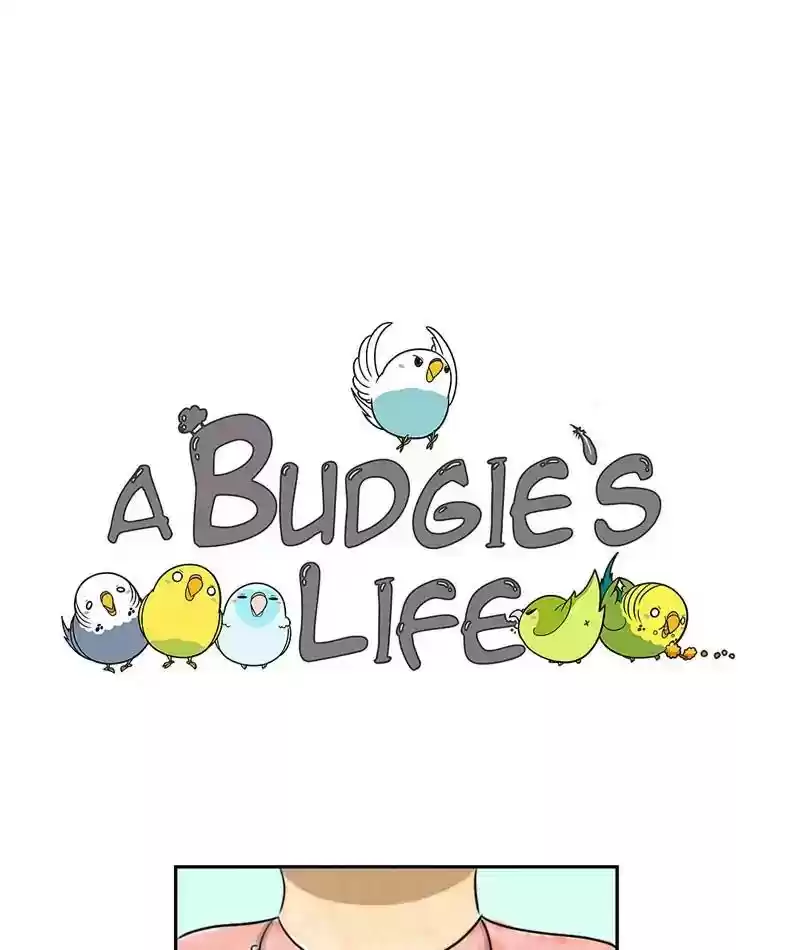 A Budgie's Life Chapter 219: Ep.218: