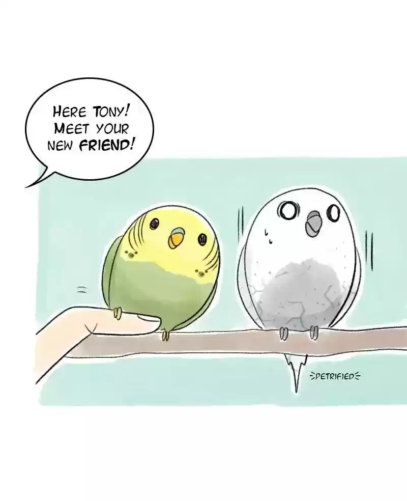 A Budgie's Life Chapter 22: Ep.22: