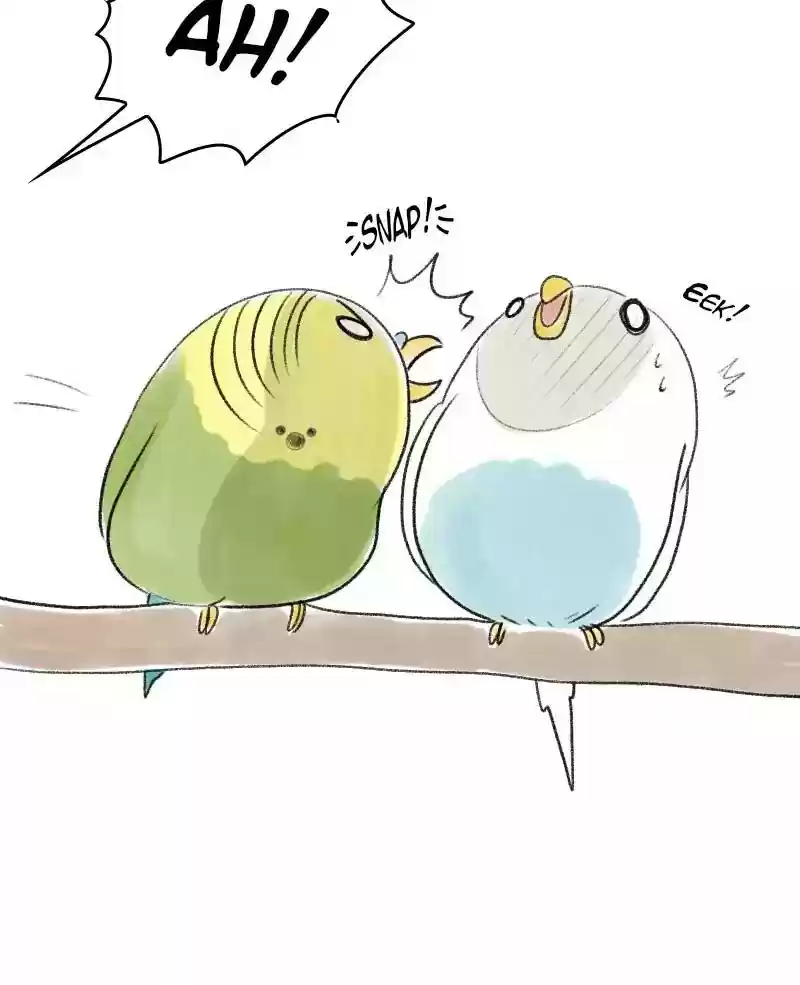 A Budgie's Life Chapter 22: Ep.22:
