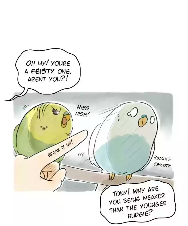 A Budgie's Life Chapter 22: Ep.22: