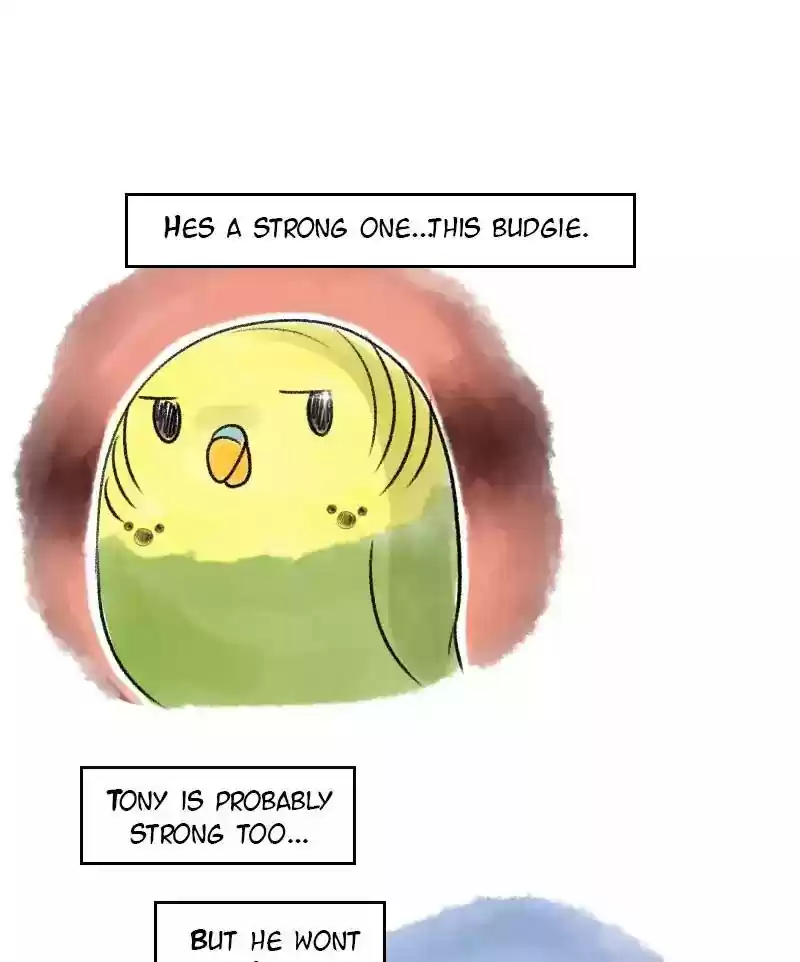 A Budgie's Life Chapter 22: Ep.22:
