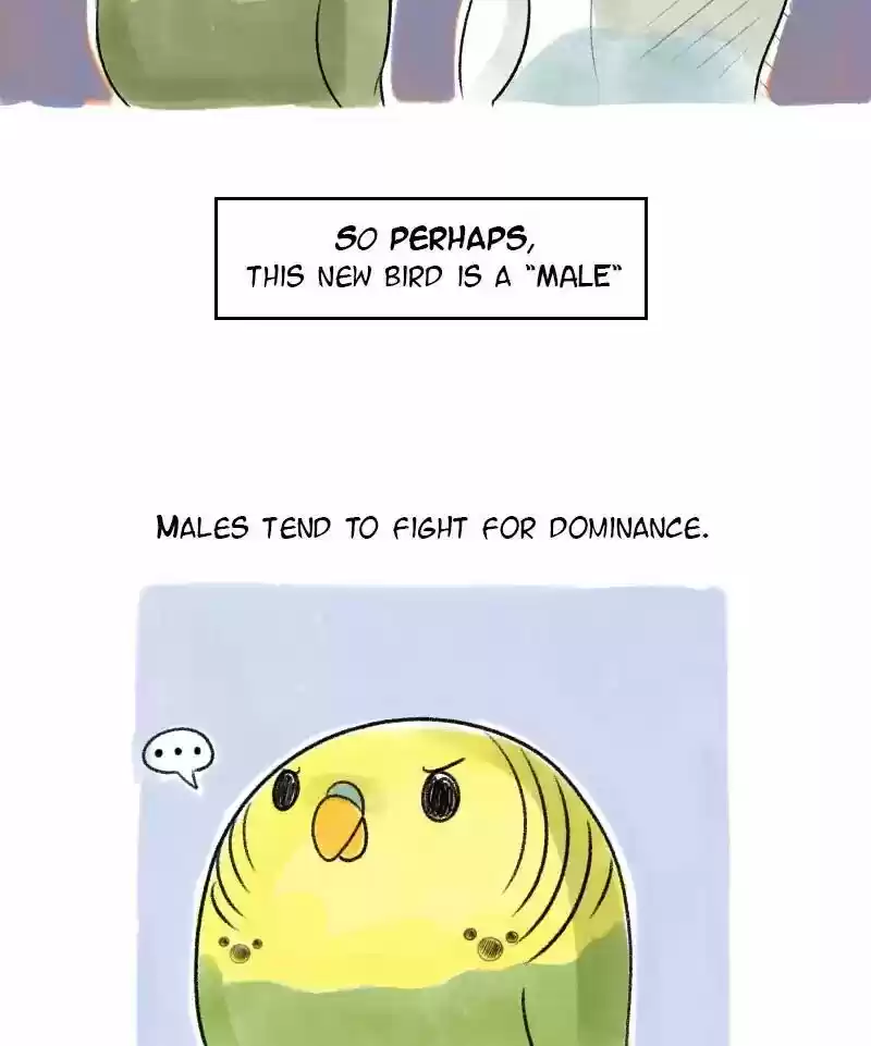A Budgie's Life Chapter 22: Ep.22: