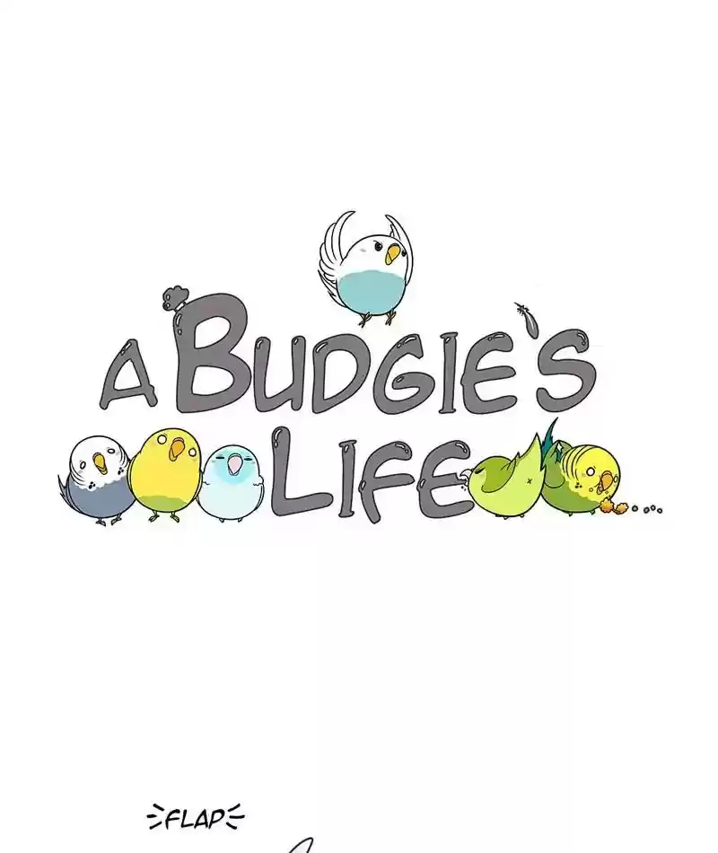 A Budgie's Life Chapter 220: Ep.219:
