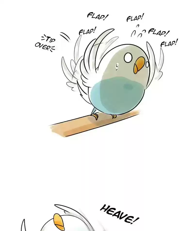 A Budgie's Life Chapter 220: Ep.219: