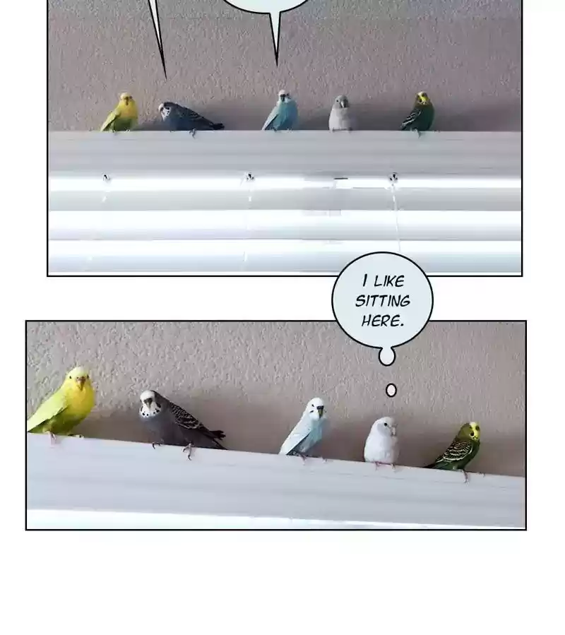 A Budgie's Life Chapter 221: Ep.220: