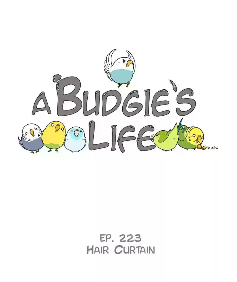 A Budgie's Life Chapter 224: Ep.223: