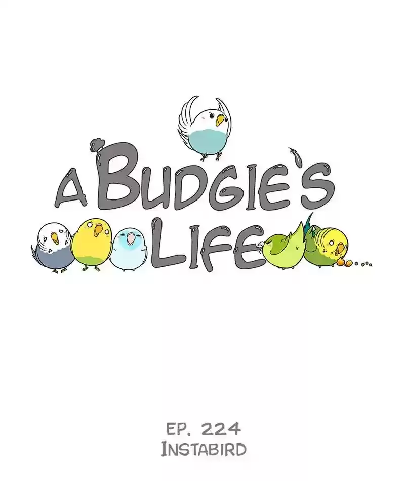 A Budgie's Life Chapter 225: Ep.224: