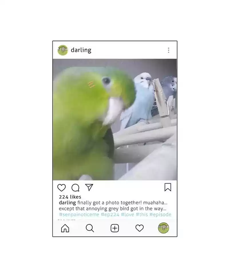 A Budgie's Life Chapter 225: Ep.224: