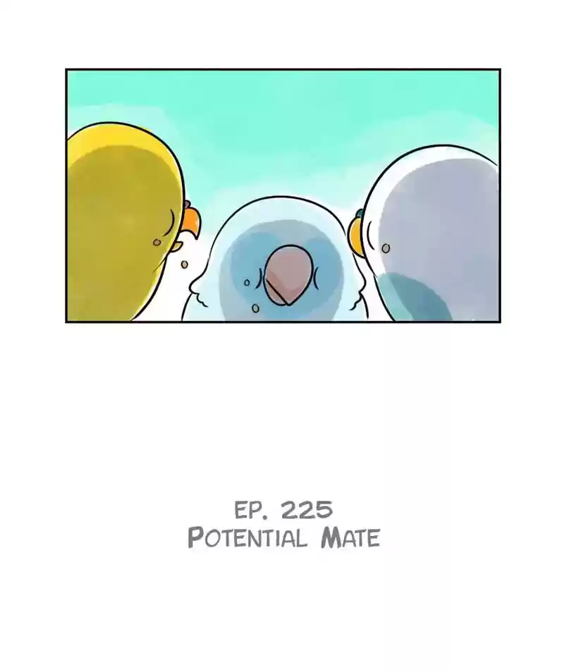 A Budgie's Life Chapter 226: Ep.225: