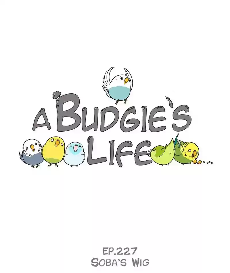 A Budgie's Life Chapter 228: Ep.227: