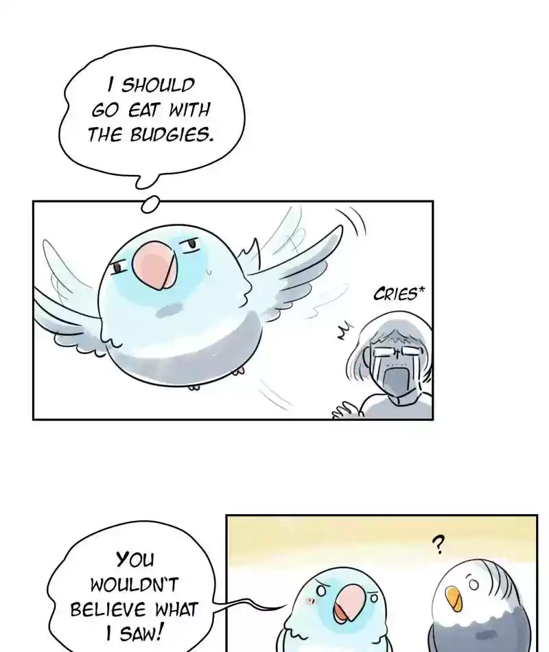 A Budgie's Life Chapter 228: Ep.227: