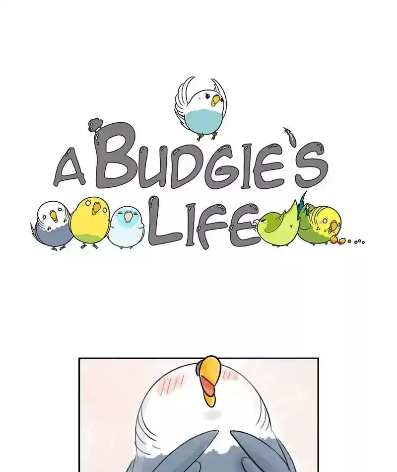 A Budgie's Life Chapter 229: Ep.228: