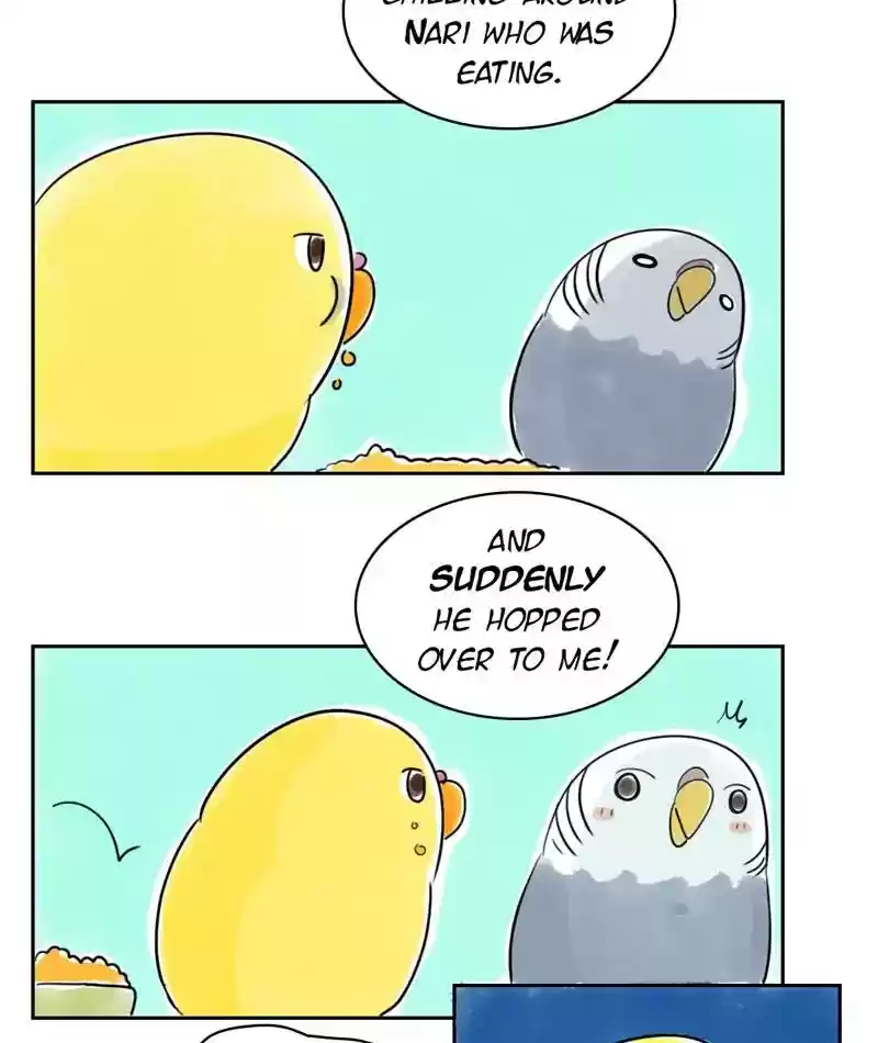 A Budgie's Life Chapter 229: Ep.228: