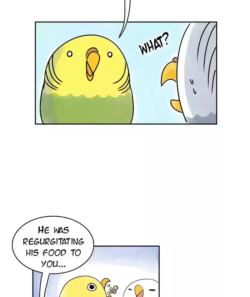 A Budgie's Life Chapter 229: Ep.228: