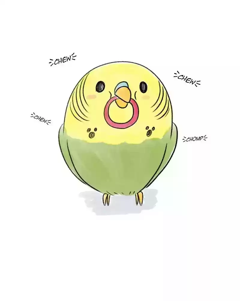 A Budgie's Life Chapter 23: Ep.23: