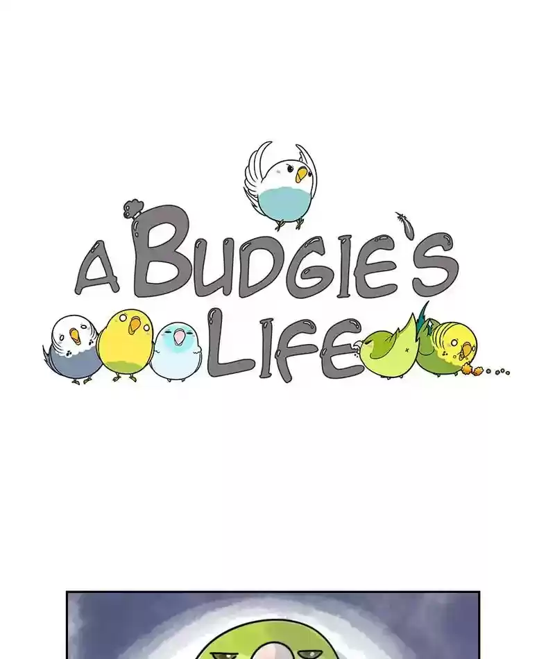 A Budgie's Life Chapter 230: Ep.229:
