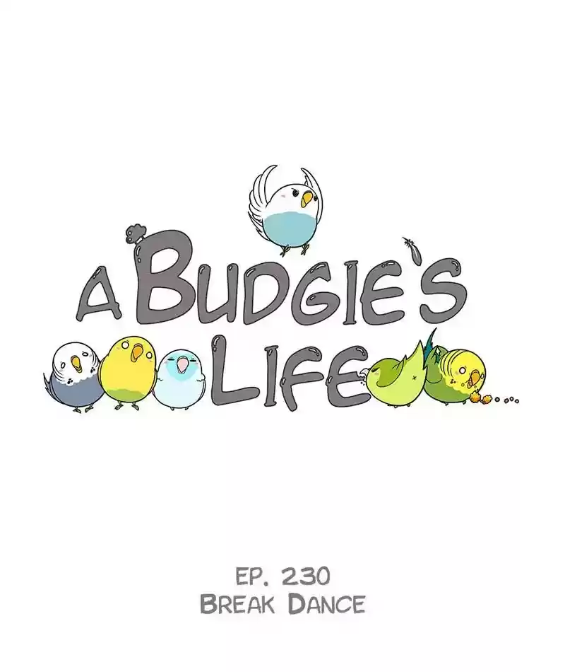 A Budgie's Life Chapter 231: Ep.230:
