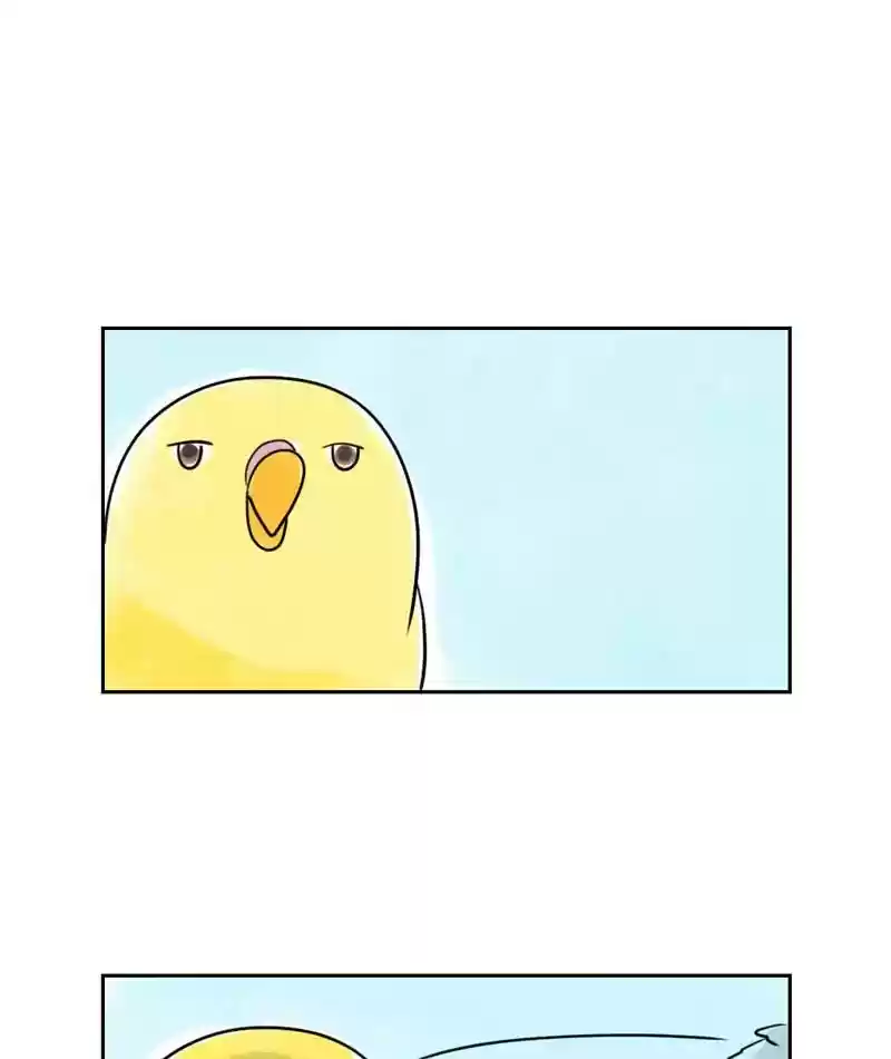 A Budgie's Life Chapter 231: Ep.230: