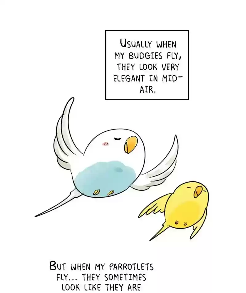 A Budgie's Life Chapter 231: Ep.230: