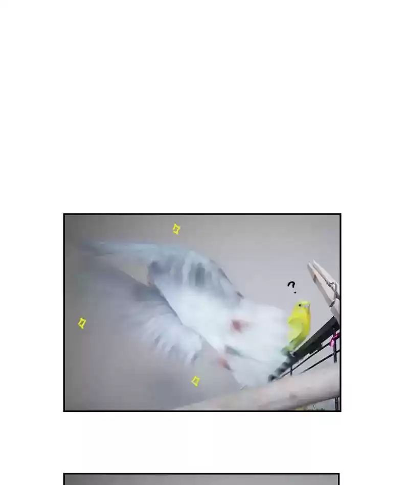A Budgie's Life Chapter 231: Ep.230: