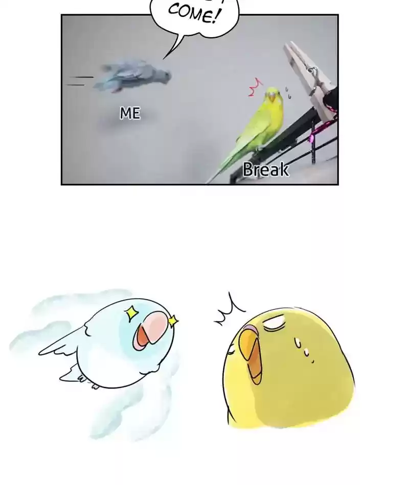 A Budgie's Life Chapter 231: Ep.230: