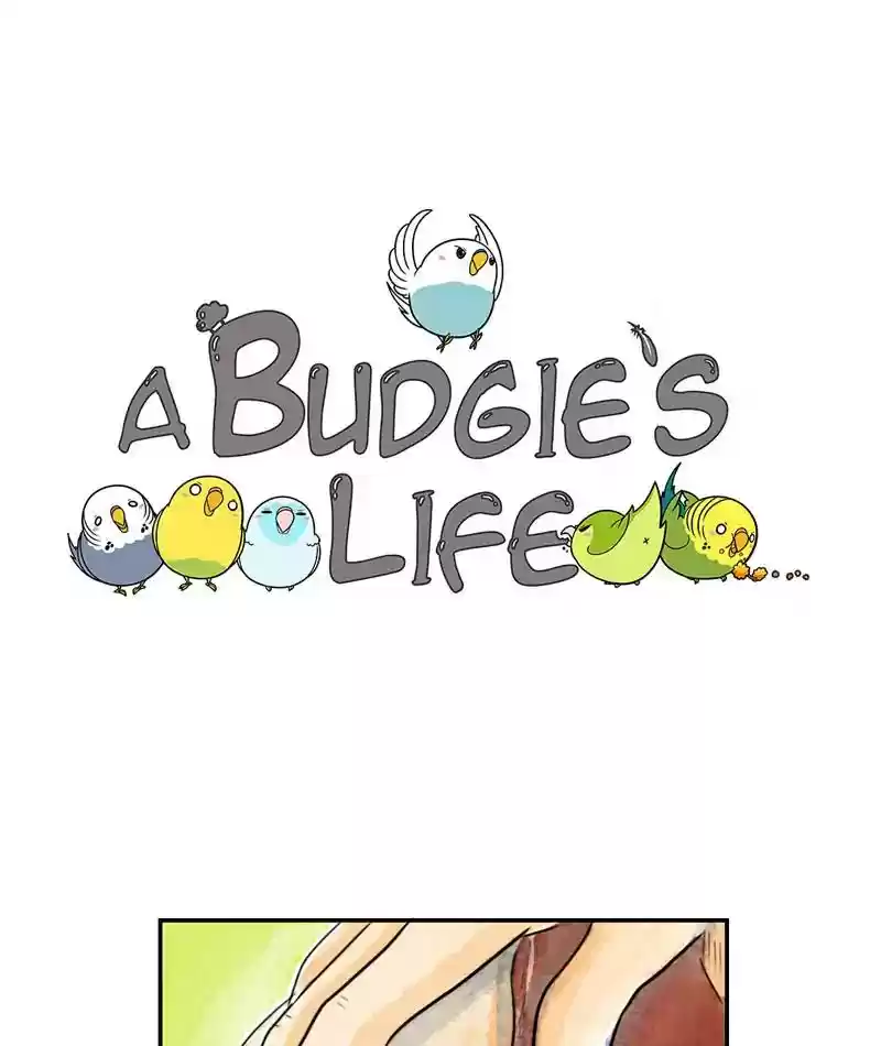 A Budgie's Life Chapter 234: Ep.233: