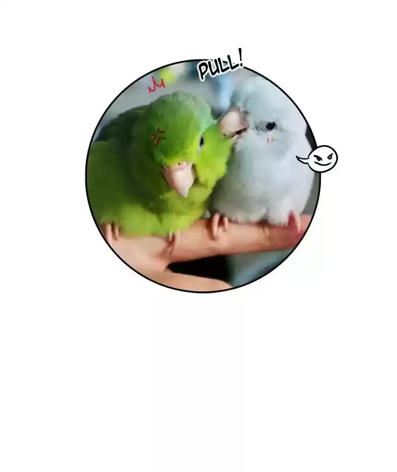 A Budgie's Life Chapter 235: Ep.234: