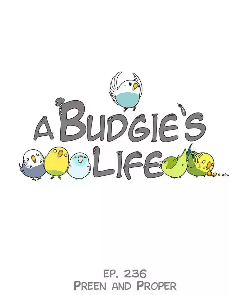 A Budgie's Life Chapter 237: Ep.236: