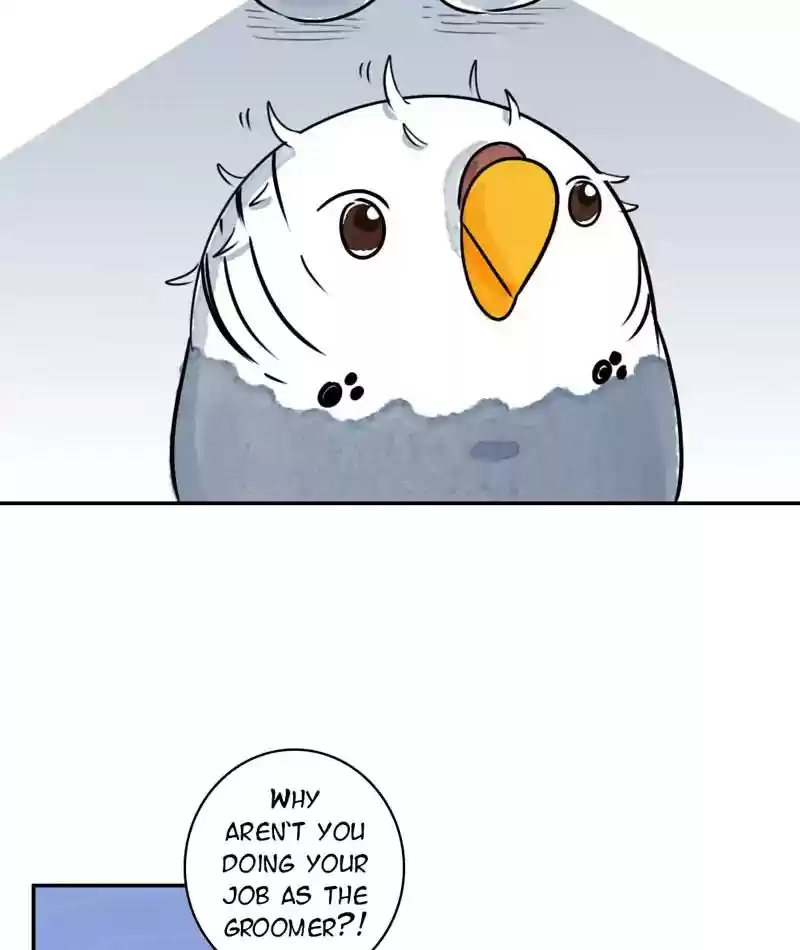 A Budgie's Life Chapter 237: Ep.236: