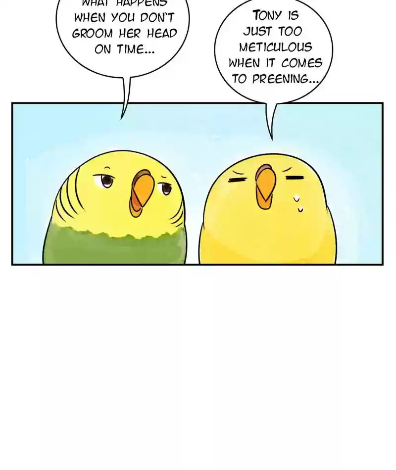 A Budgie's Life Chapter 237: Ep.236: