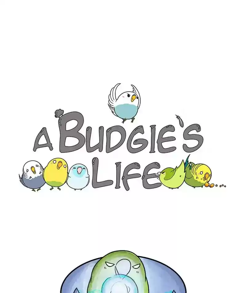 A Budgie's Life Chapter 239: Ep.238: