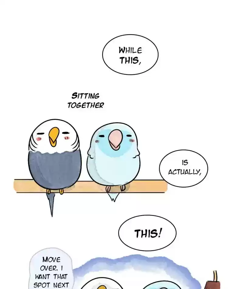 A Budgie's Life Chapter 239: Ep.238: