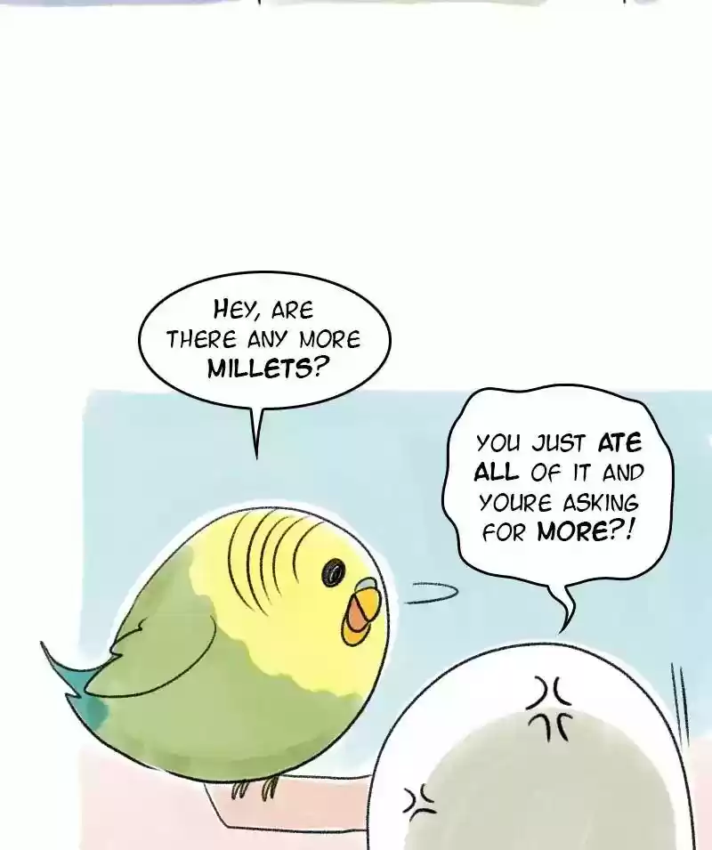 A Budgie's Life Chapter 24: Ep.24: