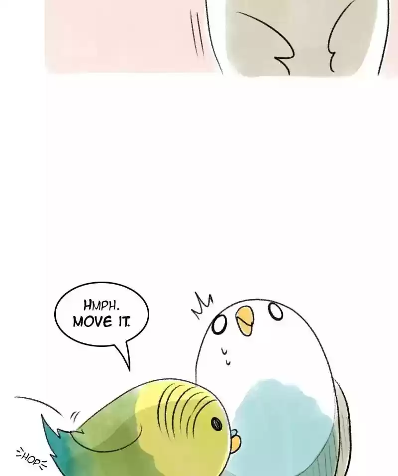 A Budgie's Life Chapter 24: Ep.24: