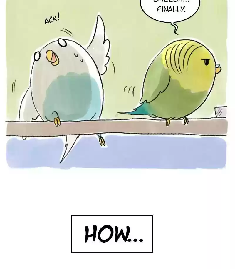 A Budgie's Life Chapter 24: Ep.24: