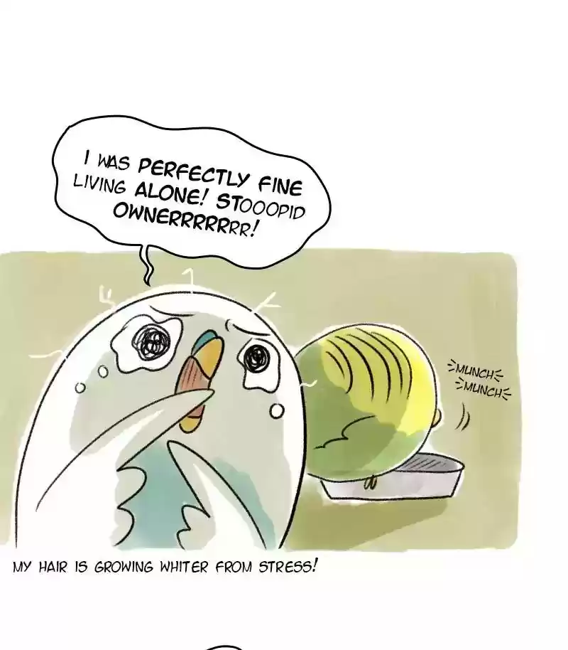 A Budgie's Life Chapter 24: Ep.24: