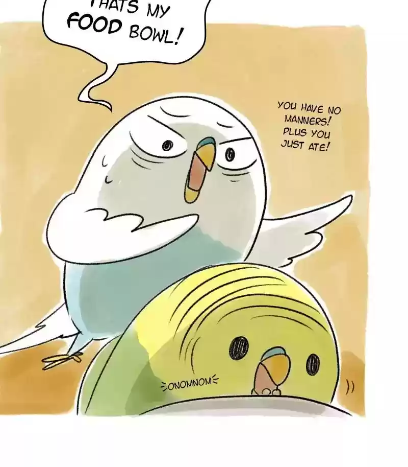 A Budgie's Life Chapter 24: Ep.24: