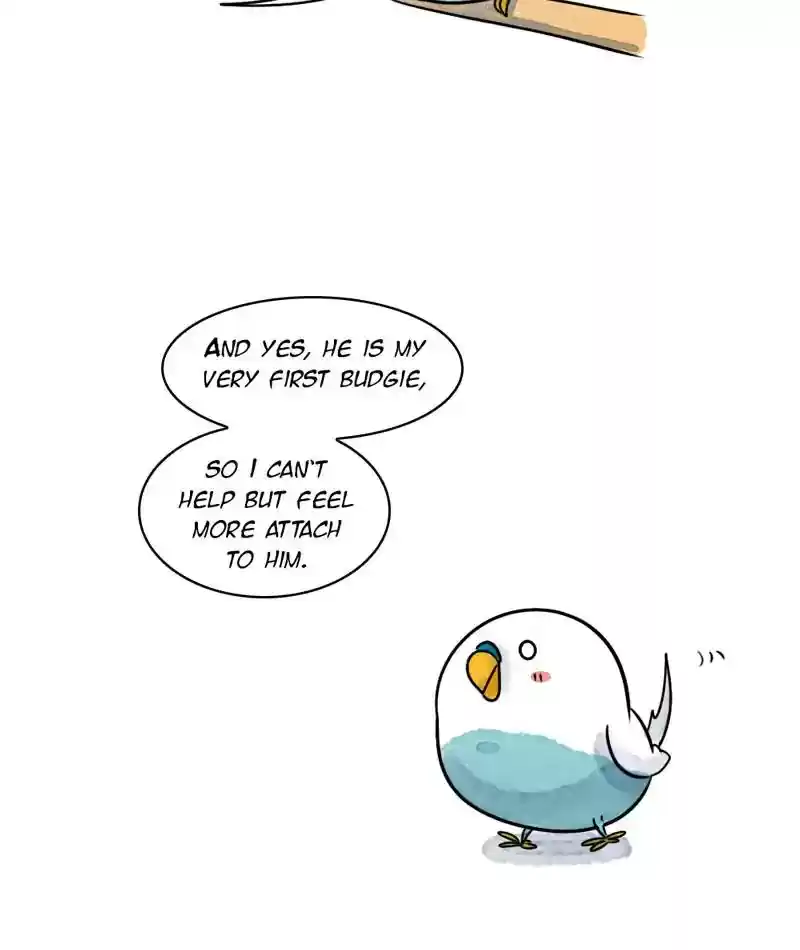 A Budgie's Life Chapter 240: Ep.239: