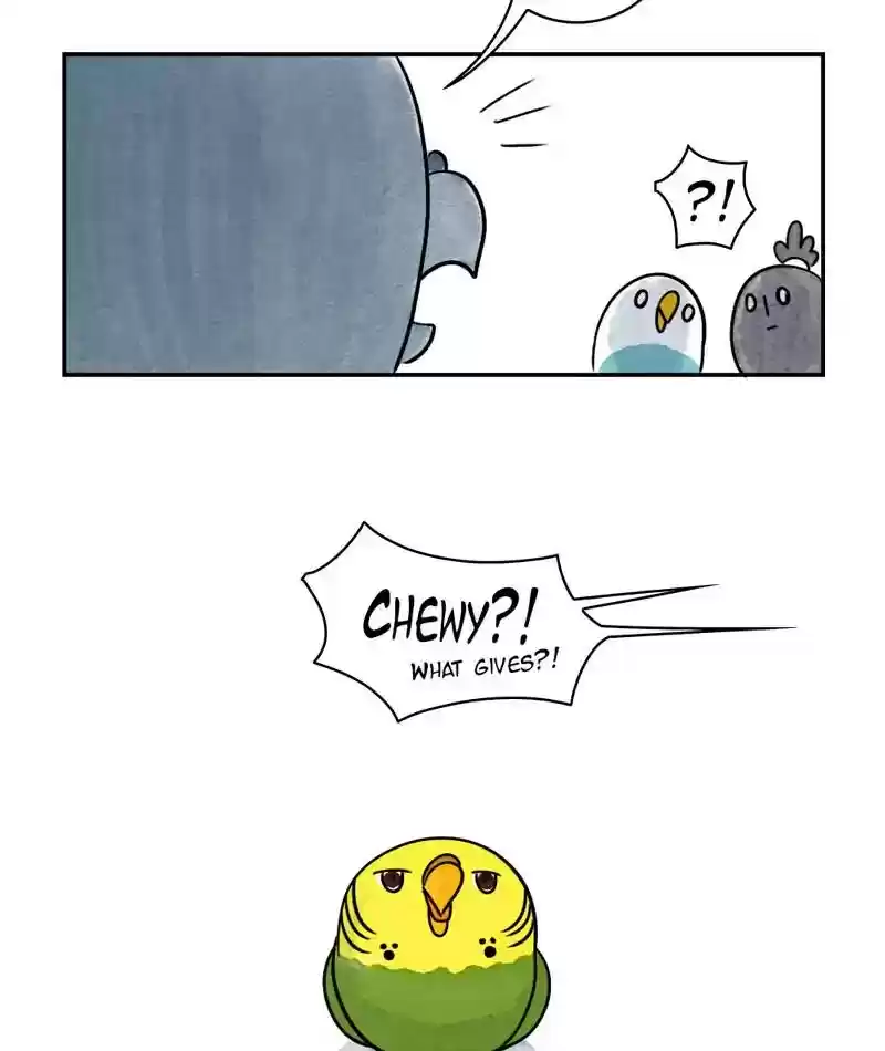 A Budgie's Life Chapter 240: Ep.239: