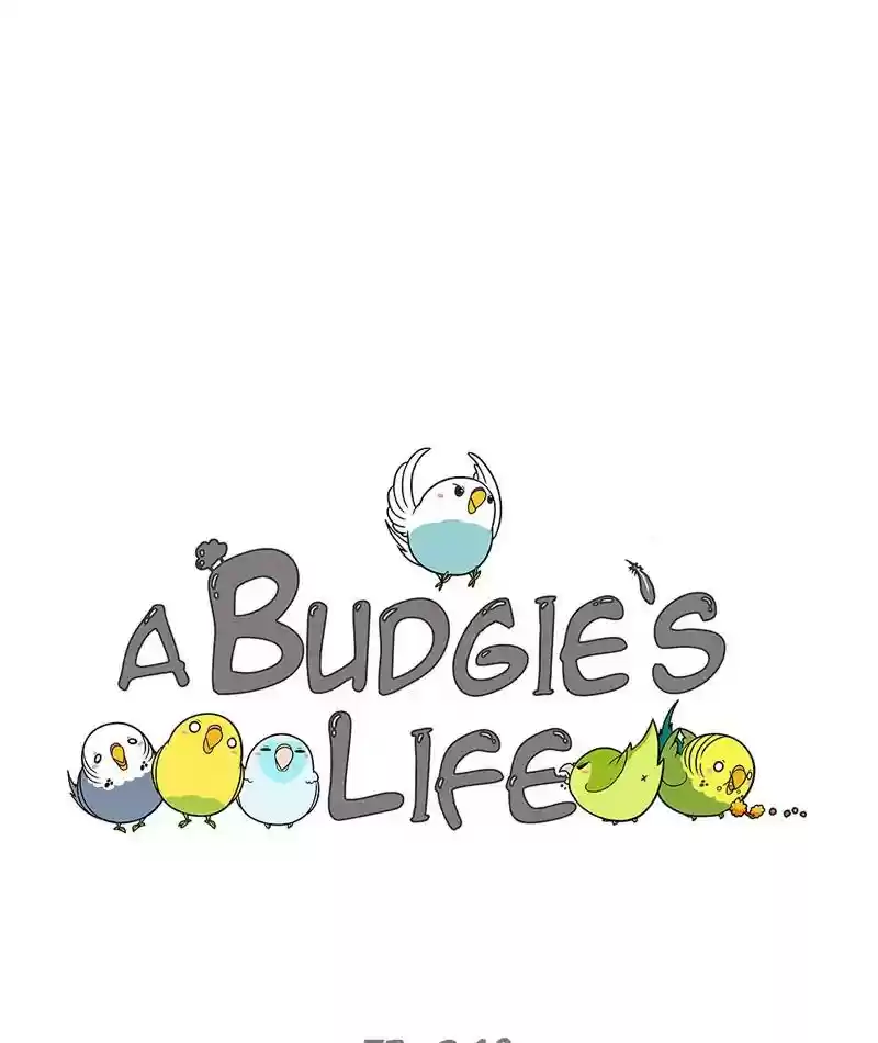 A Budgie's Life Chapter 241: Ep.240: