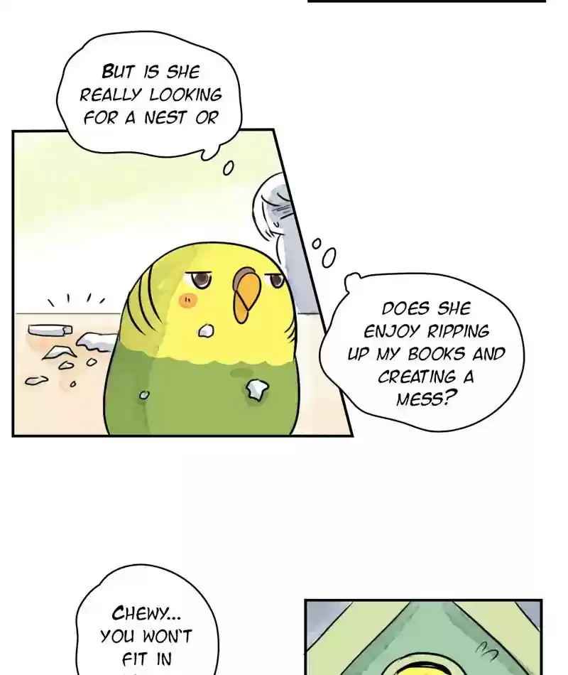 A Budgie's Life Chapter 241: Ep.240: